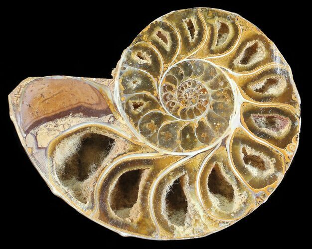 Sliced, Agatized Ammonite Fossil (Half) - Jurassic #54060